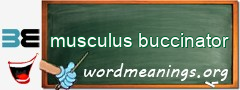 WordMeaning blackboard for musculus buccinator